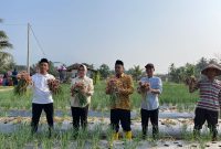 Airin Rachmi Diany bersama Petani melakukan panen bawang merah di Kecamatan Banjar, Kabupaten Pandeglang, Minggu (30/7/2023).