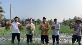 Airin Rachmi Diany bersama Petani melakukan panen bawang merah di Kecamatan Banjar, Kabupaten Pandeglang, Minggu (30/7/2023).
