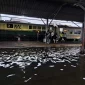 Banjir di Semarang, Akibatkan Perjalanan Kereta Api Yang Melalui Jalur Pantura Alami Keterlambatan