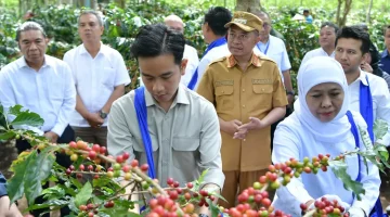 Panen Raya Kopi Ijen, Wapres Dukung Peningkatan Produktivitas, Hilirisasi Dan Branding Kopi Indonesia