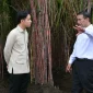 Wujudkan Swasembada Gula, Wapres Dorong Aksi Nyata Dan Sinergi Pemerintah Pusat Dan Daerah